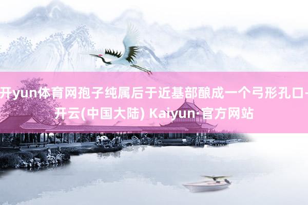 开yun体育网孢子纯属后于近基部酿成一个弓形孔口-开云(中国大陆) Kaiyun·官方网站